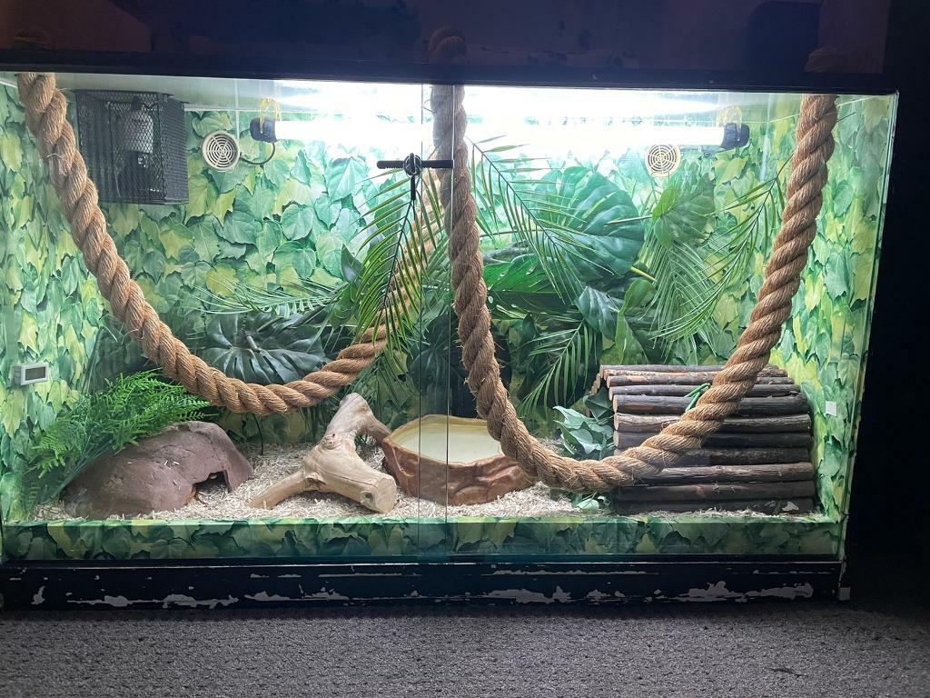 complete snake setup